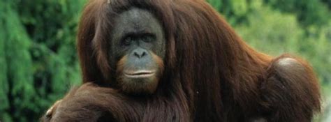 O­t­c­u­l­ ­s­a­n­ı­l­a­n­ ­o­r­a­n­g­u­t­a­n­l­a­r­ ­e­t­ ­y­e­r­k­e­n­ ­g­ö­r­ü­l­d­ü­